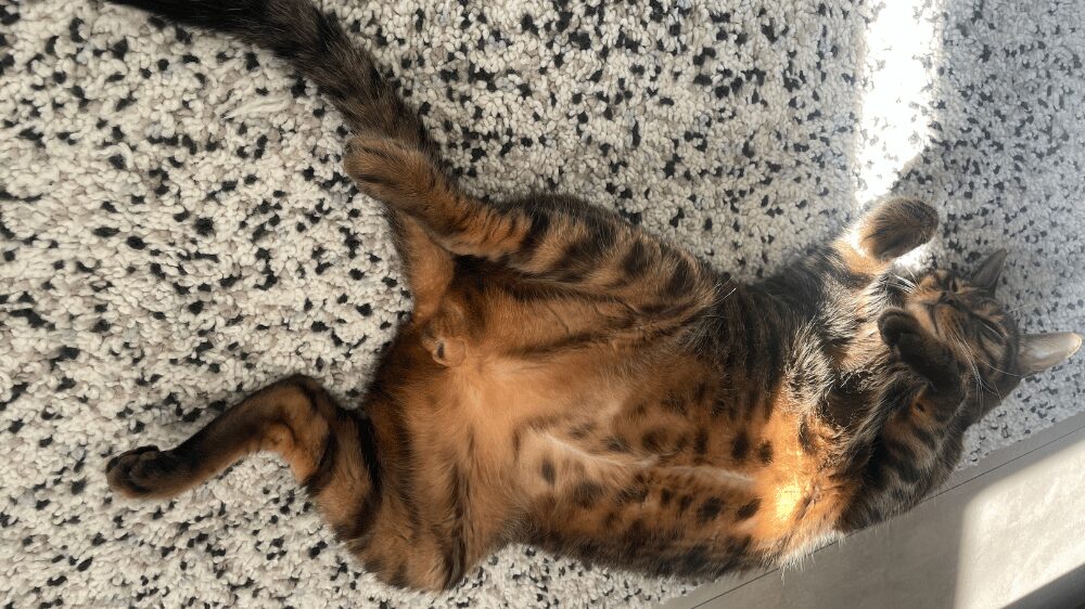 猫が寝ている画像