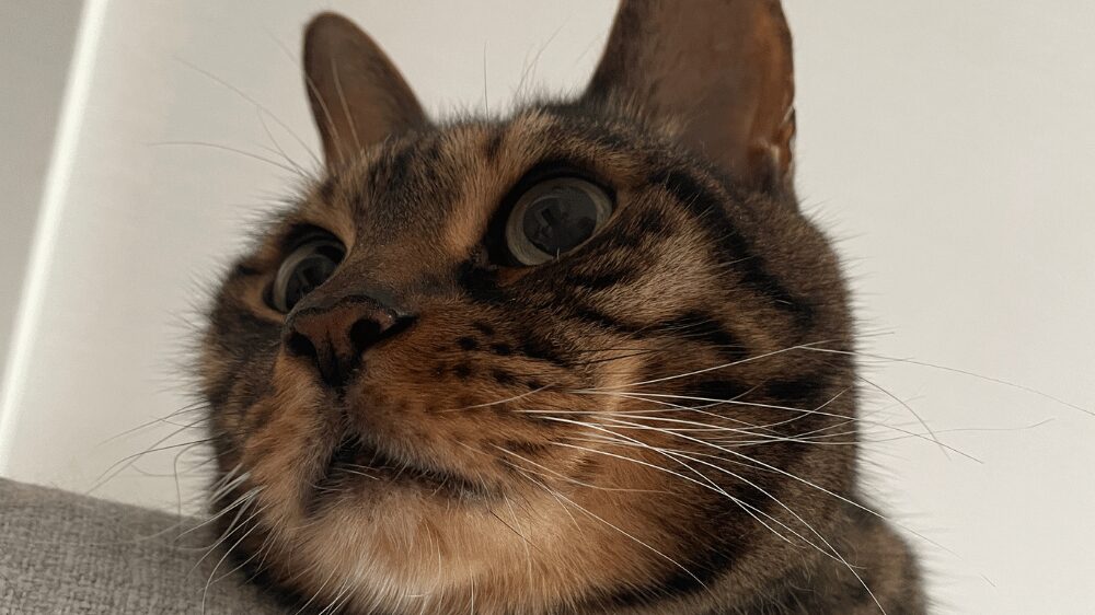猫の顔のアップの画像