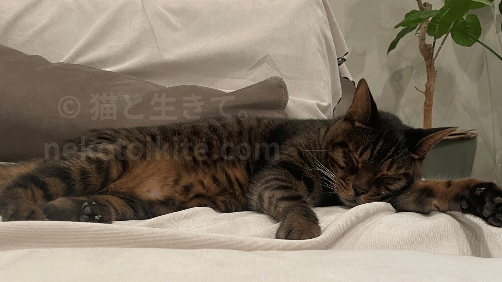 横になって眠るジミー