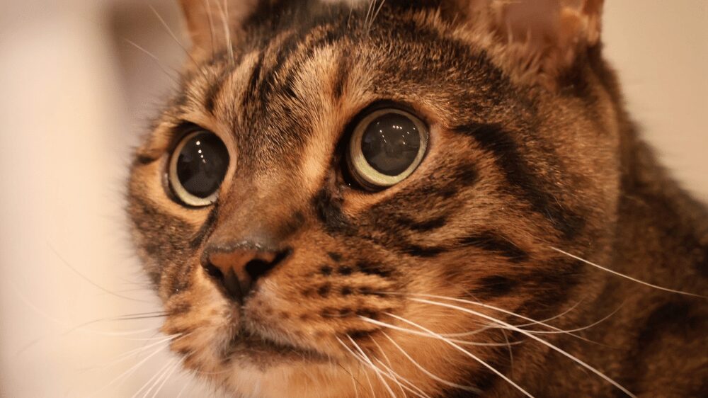 猫のアップの写真