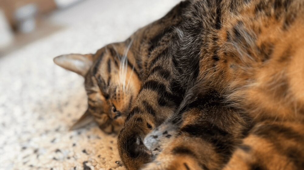 寝ている猫