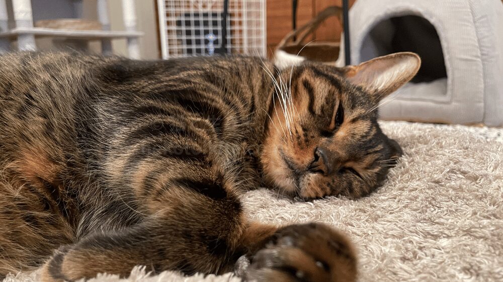 眠たそうなジミー