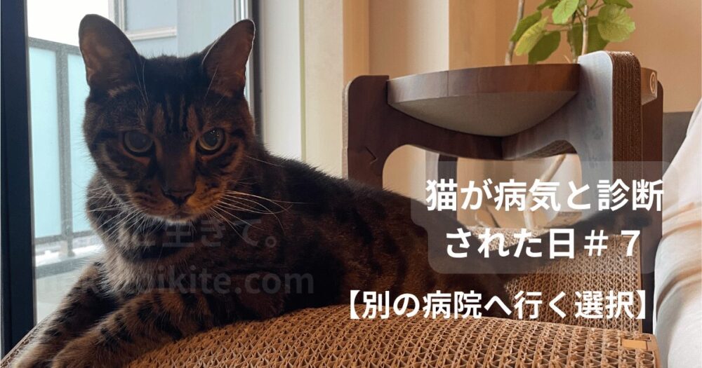こちらを見るジミー
