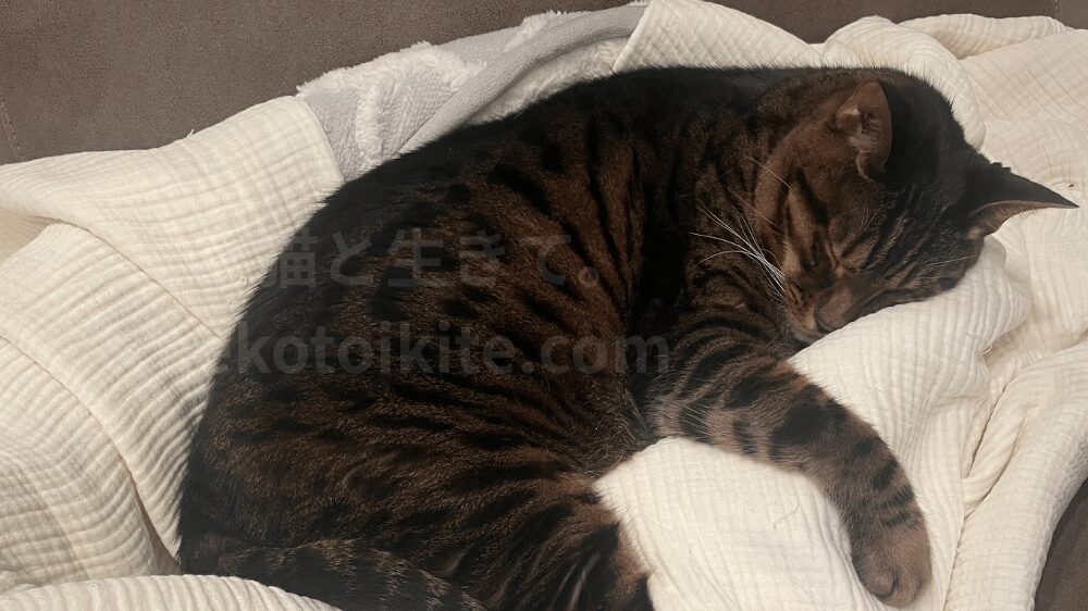 すやすや眠るジミー