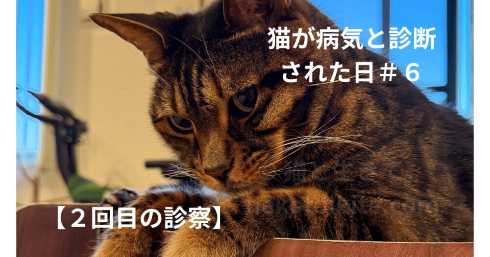 お気に入りの場所からこちらを見ているジミー
